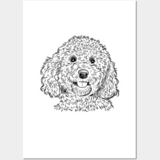 Cockapoo Sketch Posters and Art